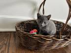 Russian Blue Male And Female Kittens