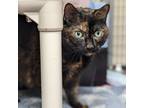 Adopt Jane a Tortoiseshell Domestic Shorthair (short coat) cat in Houston