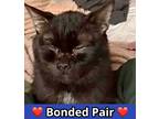 Adopt Gabriel a All Black Domestic Shorthair / Domestic Shorthair / Mixed cat in