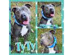 Adopt TyTy a Gray/Silver/Salt & Pepper - with White Pit Bull Terrier / Mixed dog