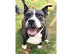 Adopt Beulah *In Foster Care* a Black Mixed Breed (Large) / Mixed dog in