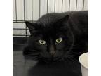 Adopt Little Man a All Black Domestic Shorthair / Mixed cat in Spanish Fork