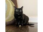 Adopt Mittsy a Tortoiseshell Hemingway/Polydactyl / Mixed cat in Chicago