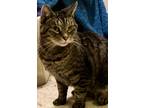 Adopt Link a Brown Tabby Domestic Shorthair (short coat) cat in Charlottesville