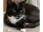 Adopt Petunia a Black & White or Tuxedo Domestic Shorthair (short coat) cat in