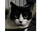 Adopt Panda a Black & White or Tuxedo Domestic Shorthair (short coat) cat in