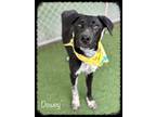 Adopt DEWEY a Black - with White Labrador Retriever / Mixed dog in Marietta