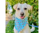 Adopt MILLIE a White Terrier (Unknown Type, Small) / Mixed dog in Pasadena