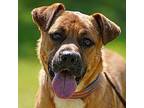Adopt ALDO a Tan/Yellow/Fawn - with White Boxer / Labrador Retriever / Mixed dog