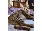 Adopt Silas a Tan or Fawn Tabby Domestic Shorthair (short coat) cat in Somerset