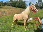  [url removed] FLASHY KENTUCKY MTN GELDING