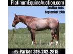 Red Roan, Family Safe, Ropes, Doctors, Ranch or Trail Horse!!!