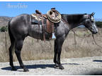 5 Year Old 15.2+ Hand Steel Gray Gelding ***Video***