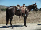 5 Year Old 14.2 Hand Black Gelding