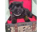 Pomeranian Puppy for sale in Fairhope, AL, USA