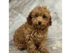 Poodle (Toy) Puppy for sale in Rolla, MO, USA