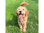 Goldendoodle Puppy for sale in Spencerville, IN, USA