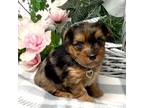 Yorkshire Terrier Puppy for sale in Sellersburg, IN, USA