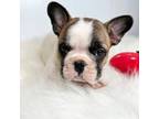 French Bulldog Puppy for sale in Orange City, IA, USA
