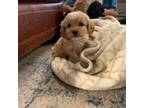 Cavalier King Charles Spaniel Puppy for sale in Lobelville, TN, USA