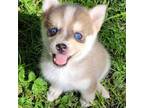 Siberian Husky Puppy for sale in Charlotte, MI, USA
