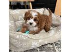 Cavapoo Puppy for sale in Beach City, OH, USA
