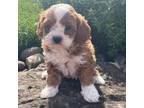 Cavapoo Puppy for sale in Pittsfield, NH, USA