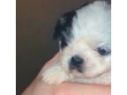 Shih Tzu Puppy for sale in Greenville, SC, USA