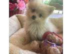 Pomeranian Puppy for sale in Mineral, VA, USA