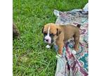 Boxer Puppy for sale in Lake Worth, TX, USA
