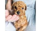 Poodle (Toy) Puppy for sale in Dundee, OH, USA