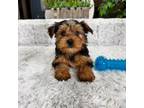 Yorkshire Terrier Puppy for sale in Greenfield, IN, USA