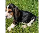 Basset Hound Puppy for sale in Plainwell, MI, USA