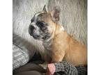 French Bulldog Puppy for sale in Frankfort, IN, USA