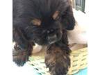 Cocker Spaniel Puppy for sale in Greenville, NC, USA