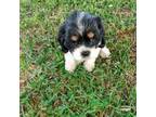 Cocker Spaniel Puppy for sale in Greenville, NC, USA