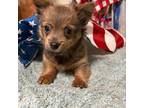 Chihuahua Puppy for sale in Seagrove, NC, USA
