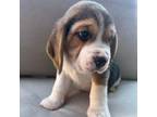 Beagle Puppy for sale in Williamsport, PA, USA