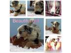 Miniature Australian Shepherd Puppy for sale in Titusville, FL, USA