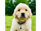 Golden Retriever Puppy for sale in Columbus, OH, USA