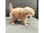 Poodle (Toy) Puppy for sale in La Habra, CA, USA