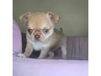 Chihuahua Puppy for sale in Lansdale, PA, USA