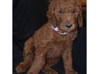 Mutt Puppy for sale in Muskegon, MI, USA