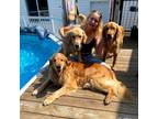 Pet Sitter in Greater Napanee, Ontario - Trustworthy Care at Competitive Rates!