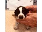 English Springer Spaniel Puppy for sale in Calhoun, GA, USA