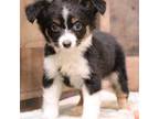 Miniature Australian Shepherd Puppy for sale in Crawford, CO, USA