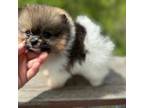 Pomeranian Puppy for sale in Zionville, NC, USA