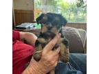 Yorkshire Terrier Puppy for sale in Liverpool, TX, USA