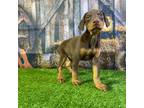 Doberman Pinscher Puppy for sale in Fort Wayne, IN, USA