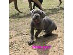 Cane Corso Puppy for sale in Springdale, WA, USA